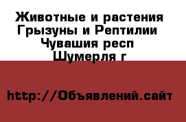 Животные и растения Грызуны и Рептилии. Чувашия респ.,Шумерля г.